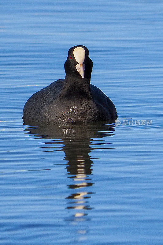 Fulica Atra子林奈。